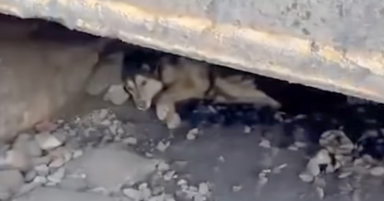Stray Who Hid Under The Tracks Sobs When Lastly Placed In A Vehicle To Be Saved