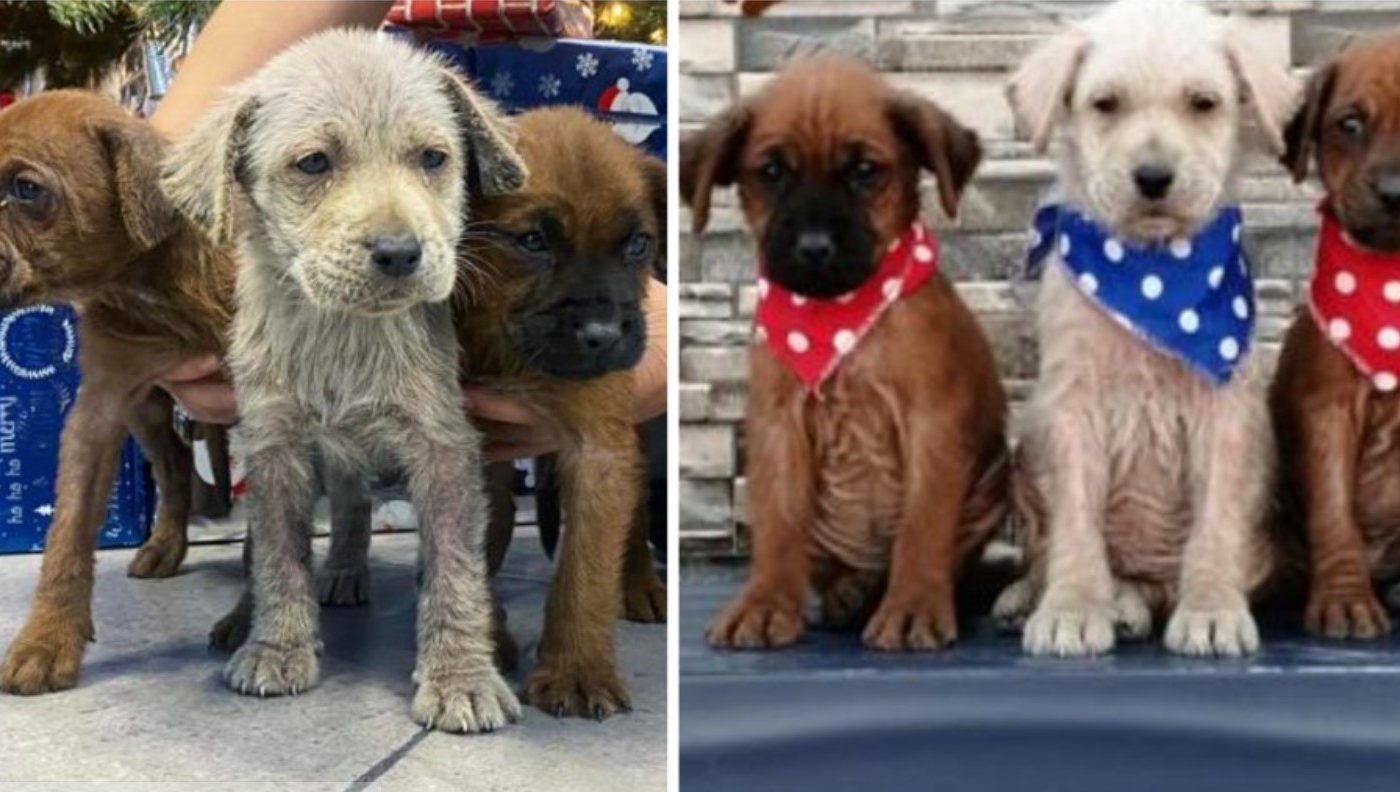 The 3 Rescued Puppies Covered In Oil Transform Into New Adorable Puppies