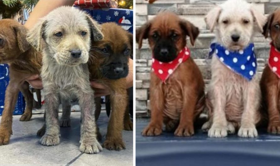 The 3 Rescued Puppies Covered In Oil Transform Into New Adorable Puppies