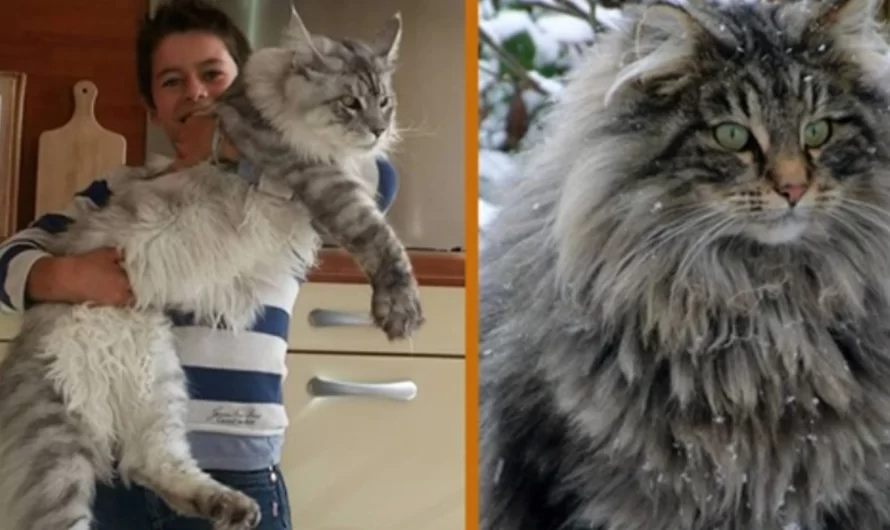 The Gentle Giant: Meet the Maine Coon- The Dog Of The Cat World