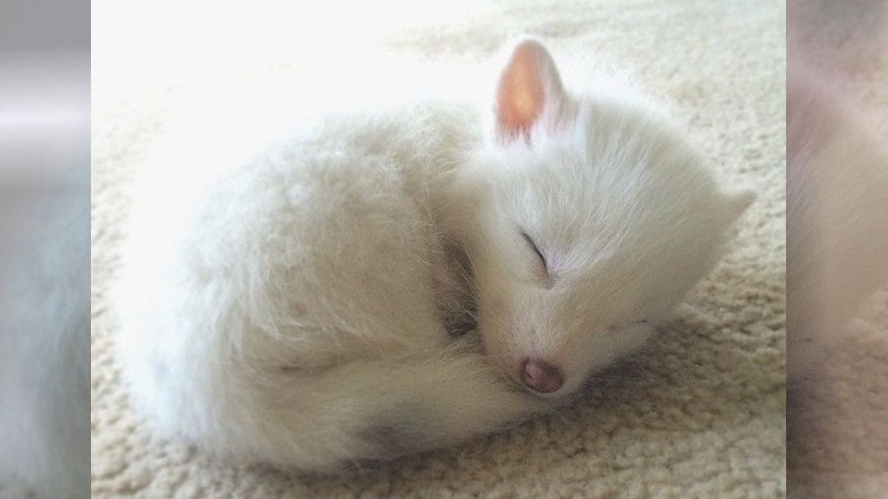 The Internet's Cutest Snow-White Fox Is Growing Up