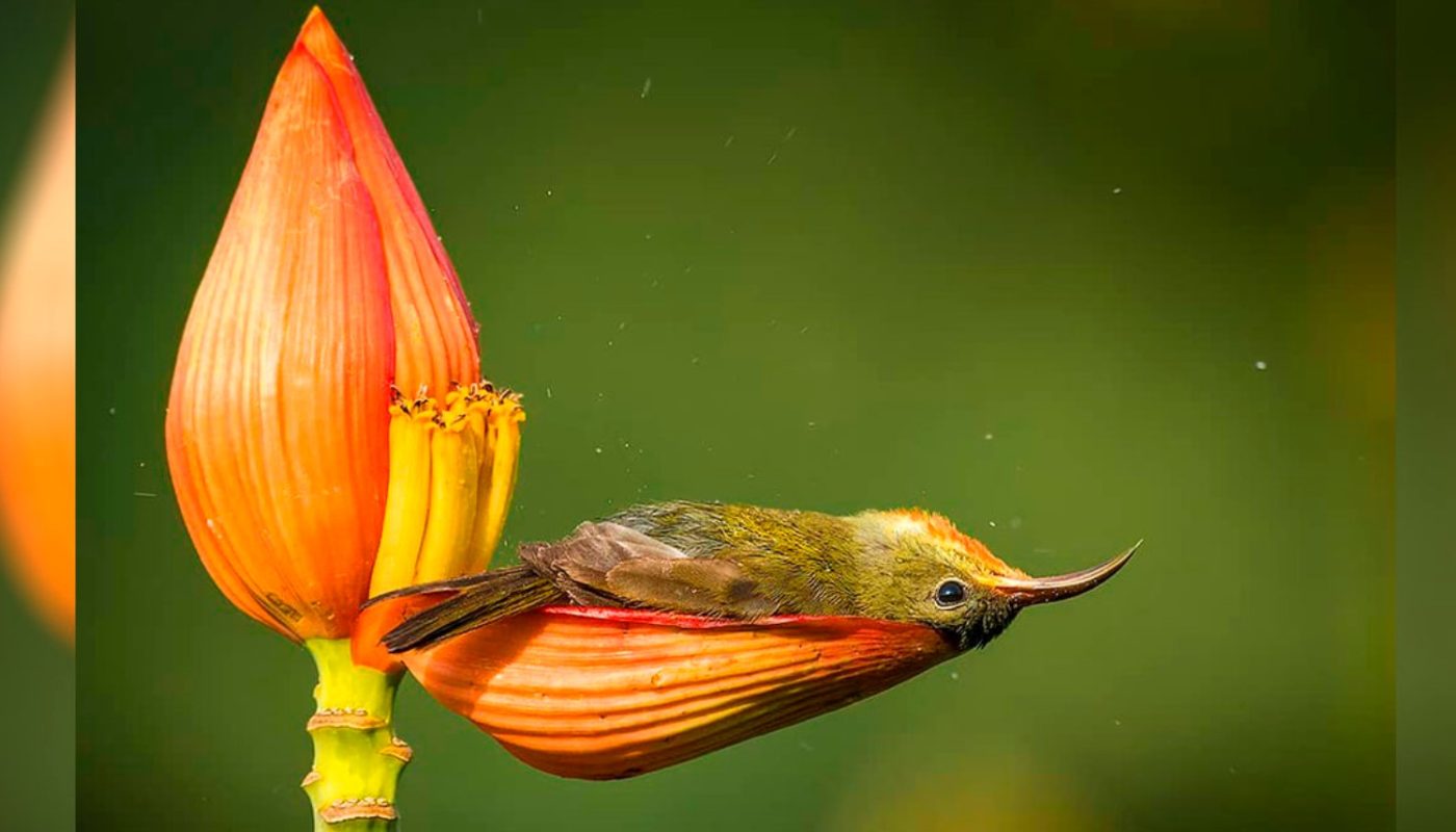 The Smallest Bird Uses A Flower Petal As A Bath tub