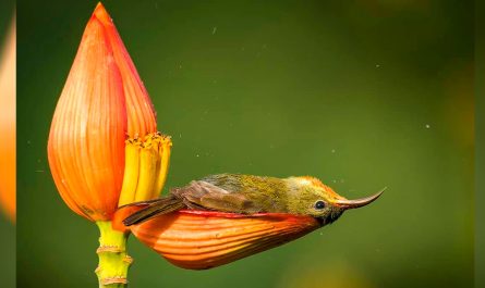 The Smallest Bird Uses A Flower Petal As A Bath tub