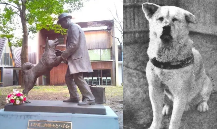 Hachiko: The True Story of a Loyal Dog That Waited at Train Terminal for Deceased Owner