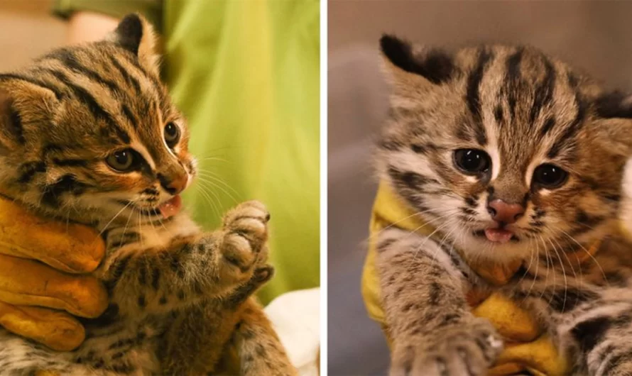 The Zoo is proud to announce the birth of three cute Leopard kittens.