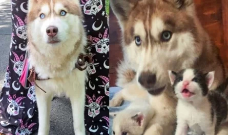 The bold rescue husky found a box full of small kitties in the forest and took them