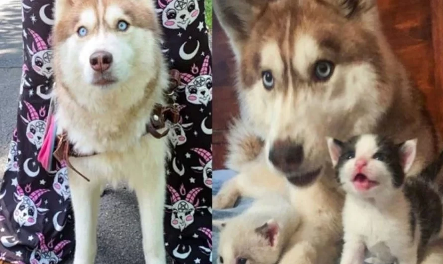 The bold rescue husky found a box full of small kitties in the forest and took them.