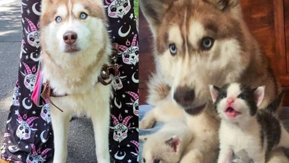 The bold rescue husky found a box full of small kitties in the forest and took them