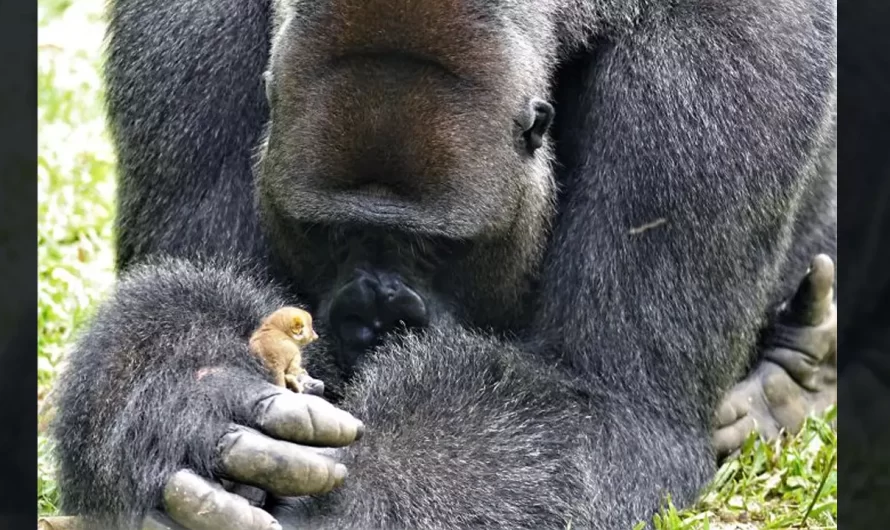 A New Lovely Relationship! Gorilla Meets A Tiny Animal In The Forest And They Are Inseparable