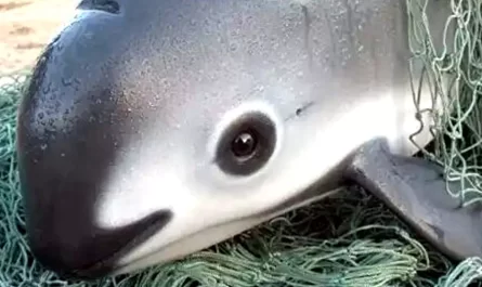 Meet The Stunning Vaquita - The Rarest Animal On The Planet With Only 10 In Existence