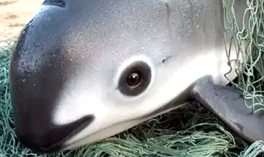 Meet The Stunning Vaquita – The Rarest Animal On The Planet With Only 10 In Existence