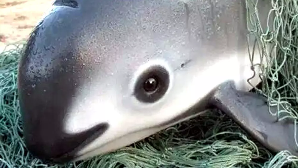 Meet The Stunning Vaquita - The Rarest Animal On The Planet With Only 10 In Existence