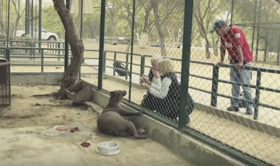 This Bear Lost All Her Fur After Being Used In A Circus For twenty years