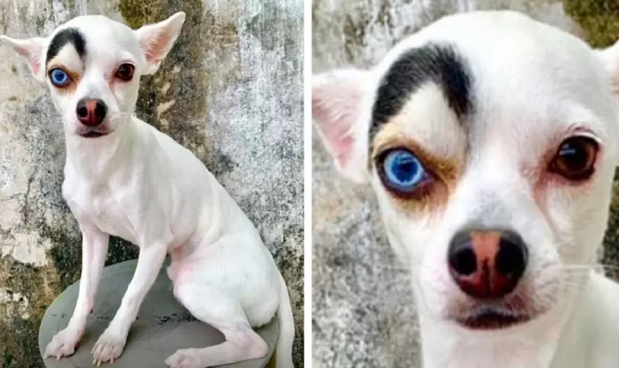 People Are Obsessed With This Adorable Dog With Curious Look