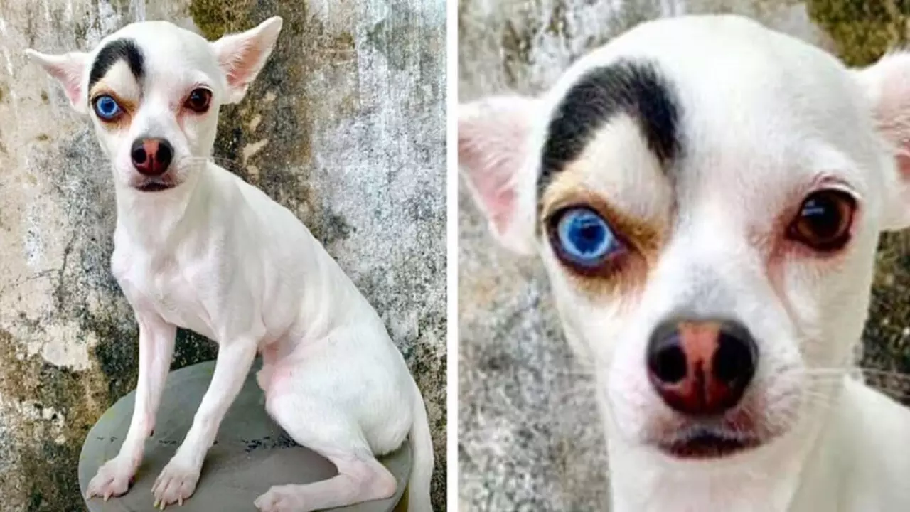 People Are Obsessed With This Adorable Dog With Curious Look