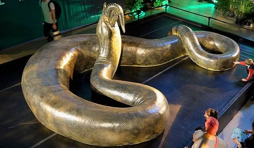 Titanoboa thirteen metres, one tonne, The biggest snake ever.