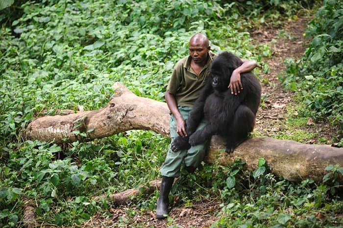 Touching Time Man Comforts Gorilla That Just Lost His Mother
