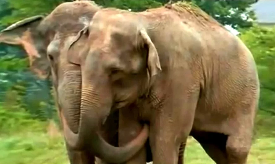 Two former circus elephants rejoin after twenty years apart in touching video