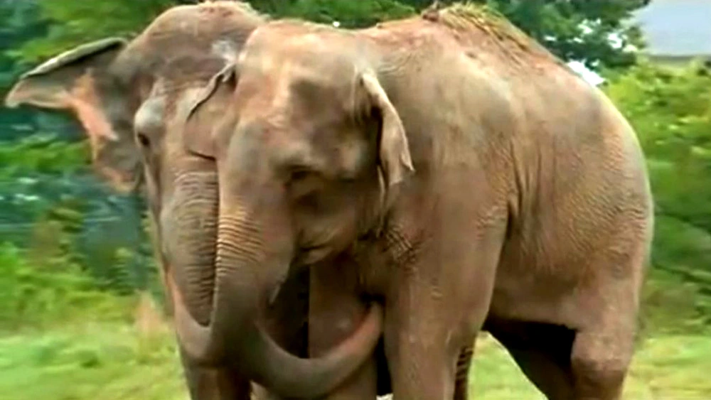Two former circus elephants rejoin after twenty years apart in touching video