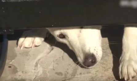 UNLOVED DOG CRAWLS UNDER THEIR GATE ASKING FOR A HOME, BUT WIFE WON'T GIVE IN
