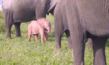 Unusual Pink Baby Elephant Found In The Wild