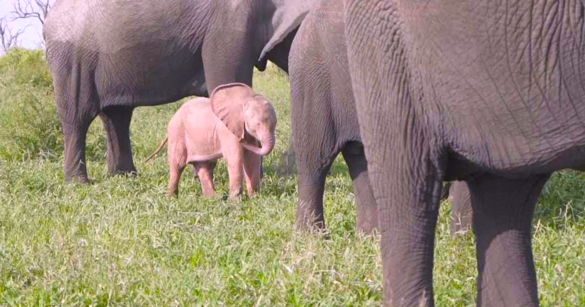 Unusual Pink Baby Elephant Found In The Wild
