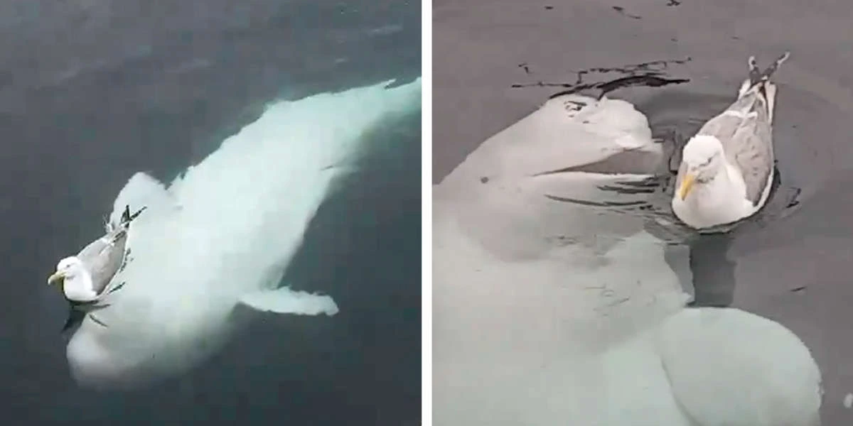 Video Shows Adorable Beluga Whale Trying To Befriend A Seagull