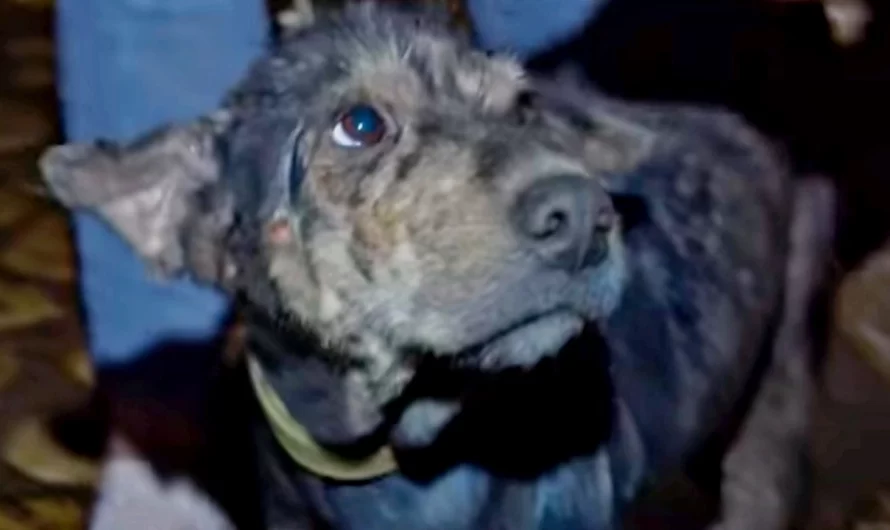 Weak Dog Chained Up For 5 Years Cried As Rescuer Held Her Face In Her Hands