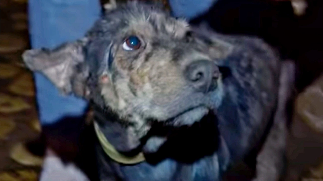 Weak Dog Chained Up For 5 Years Cried As Rescuer Held Her Face In Her Hands