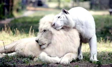 White Lion And White Tiger Had Children Together And They're The Most Adorable Things In The World