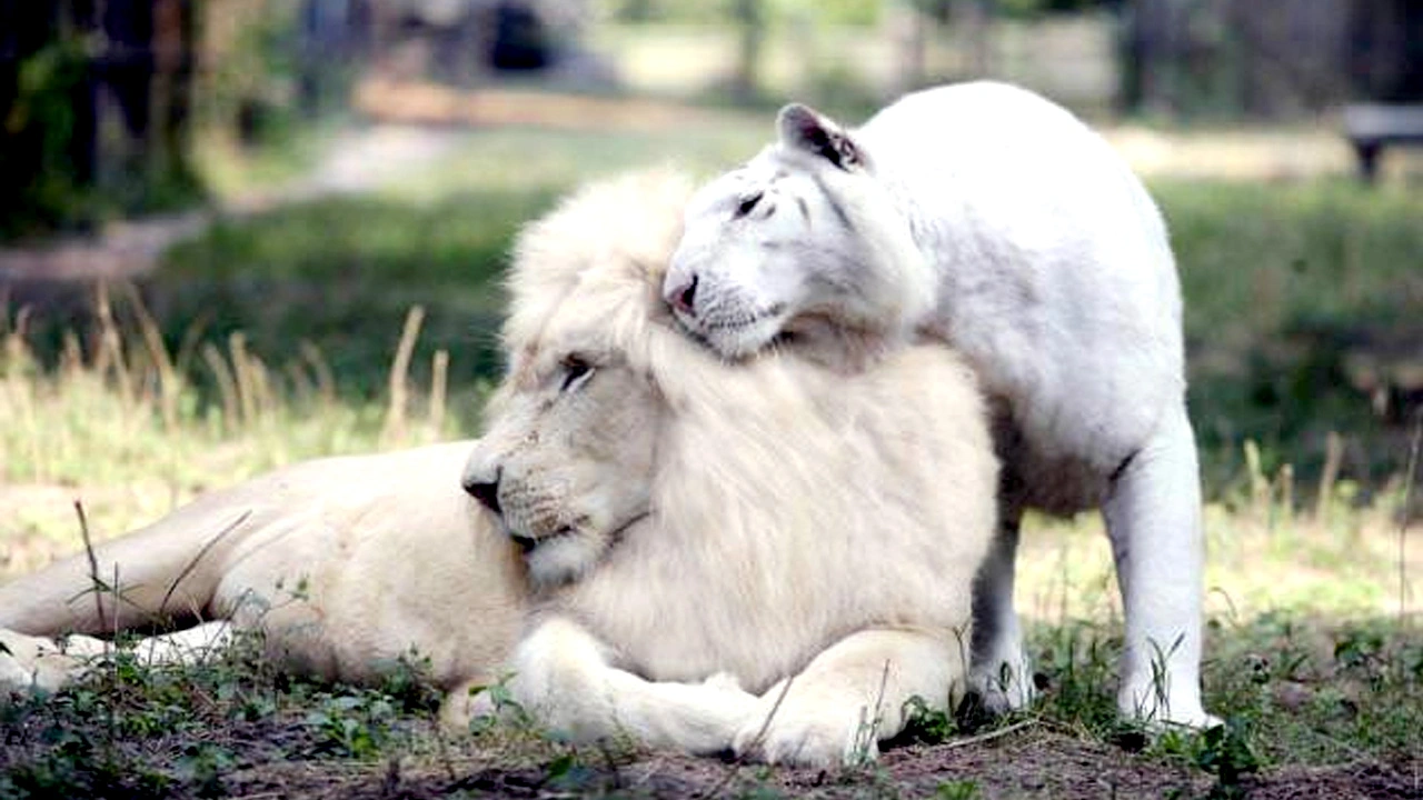 White Lion And White Tiger Had Children Together And They're The Most Adorable Things In The World