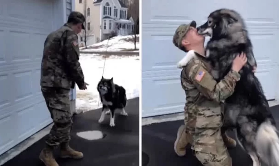 Wolfdog barks at stranger soldier till he catches familiar scent