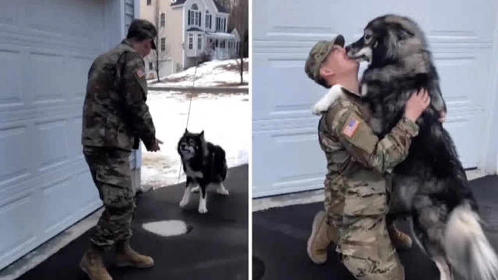 Wolfdog barks at stranger soldier till he catches familiar scent