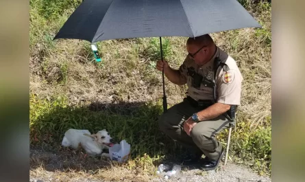 Woman Is Touched By Cop's Kindness For Dog Stranded During Heatwave