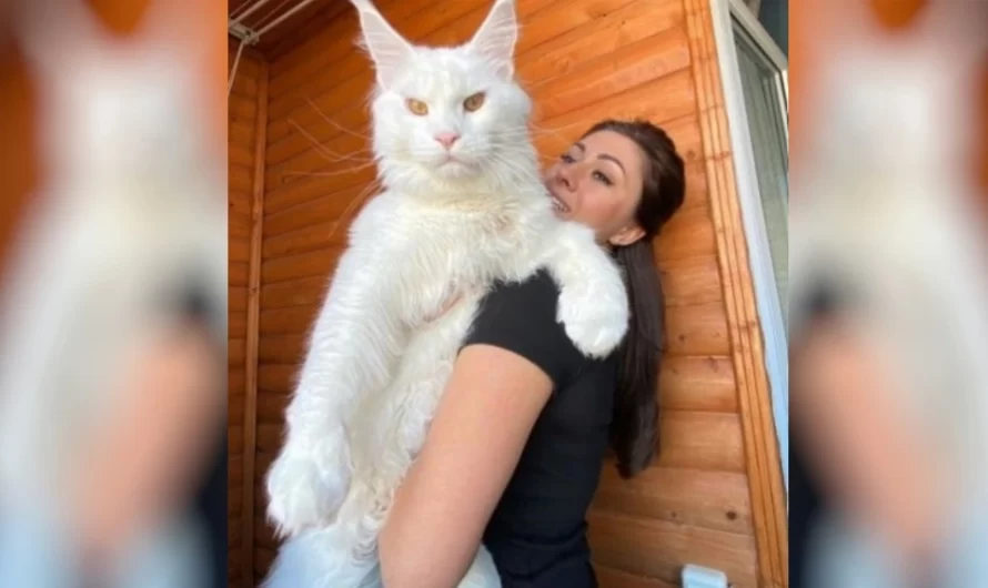 Woman’s pet cat is so huge people mistake him for another animal