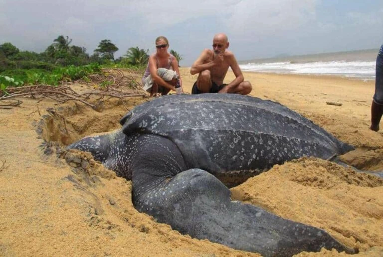 World's Biggest Sea Turtle Emerges From The Sea And It Is Mesmerizing