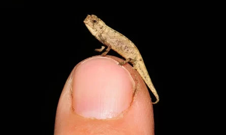 World's smallest reptile discovered in Madagascar