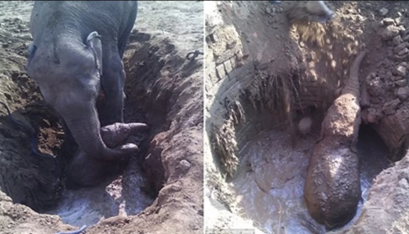 Worried Mother Elephant Spends 11 Hrs Attempting To Free Her Baby From Muddy Well Prior To Villagers Come To Help Her