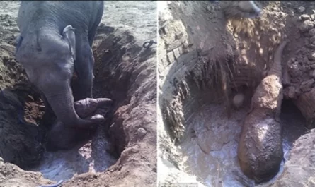 Worried Mother Elephant Spends 11 Hrs Attempting To Free Her Baby From Muddy Well Prior To Villagers Come To Help Her