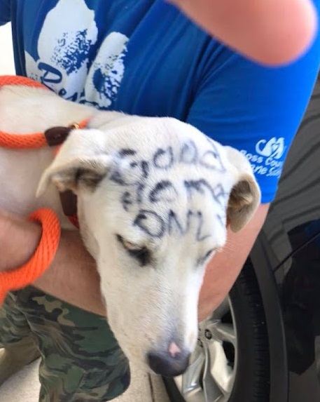 abandoned dog found with free written on body 1 1