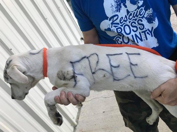 abandoned dog found with free written on body 1
