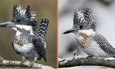 Meet The Crested Kingfisher - 10+ Pictures of The Bird Wearing A Shaggy Silver Mohawk