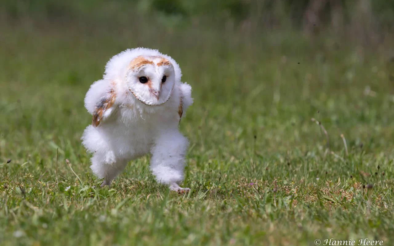 Baby Barn Owl Photographed Mid Run Is Definitely Cute