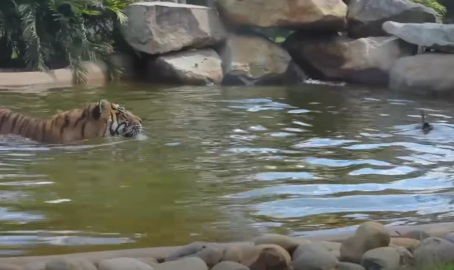 World’s Bravest Duck Swims With Tiger And Decides To Play One Of The Most Dangerous Game Ever