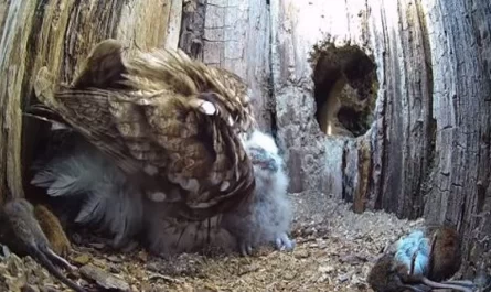 Good Ending Story Of A Mom Owl Who Always Wanted Children But Only Suffered