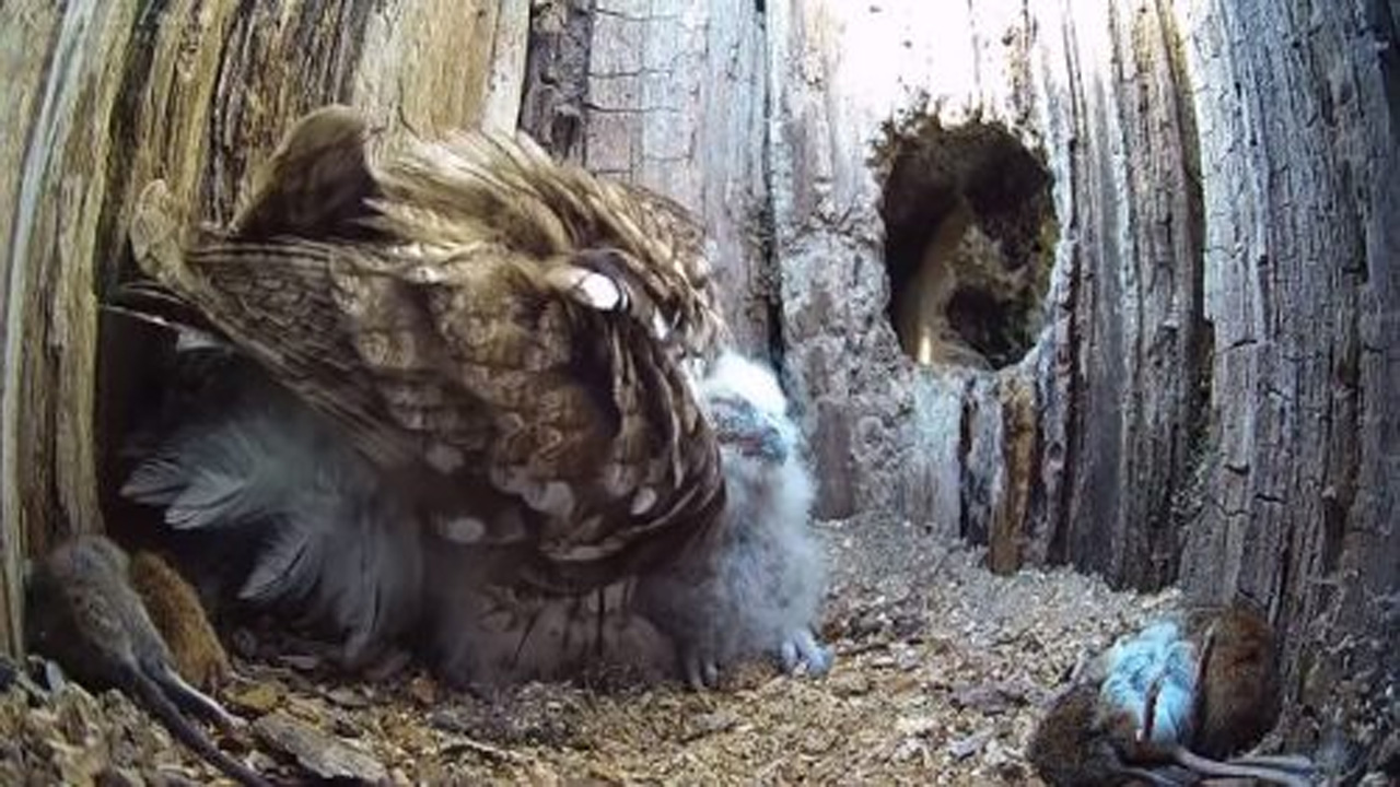 Good Ending Story Of A Mom Owl Who Always Wanted Children But Only Suffered
