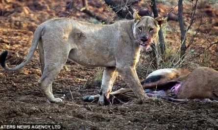 A Lioness Reacts To Understanding That The Antelope She Hunted Was PregnantA Lioness Reacts To Understanding That The Antelope She Hunted Was Pregnant