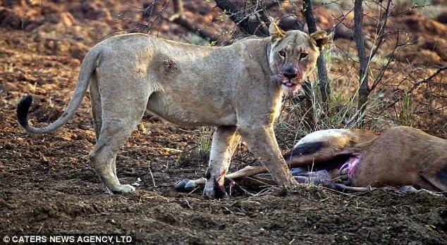 A Lioness Reacts To Understanding That The Antelope She Hunted Was Pregnant