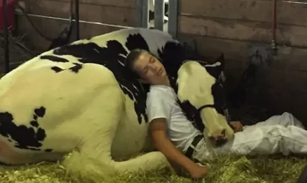 Tired Kid and his Cow lose out at dairy Fair, fall asleep and win the internet.