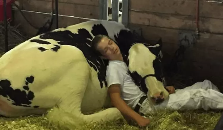 Tired Kid and his Cow lose out at dairy Fair, fall asleep and win the internet.